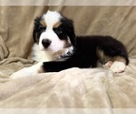 Small Photo #31 Australian Shepherd Puppy For Sale in EUSTIS, FL, USA