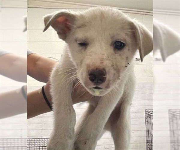 Medium Photo #1 Labrador Retriever-Unknown Mix Puppy For Sale in San Bernardino, CA, USA