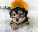 Small #5 Morkie