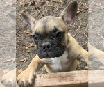 Small Photo #10 French Bulldog Puppy For Sale in DURANTS NECK, NC, USA