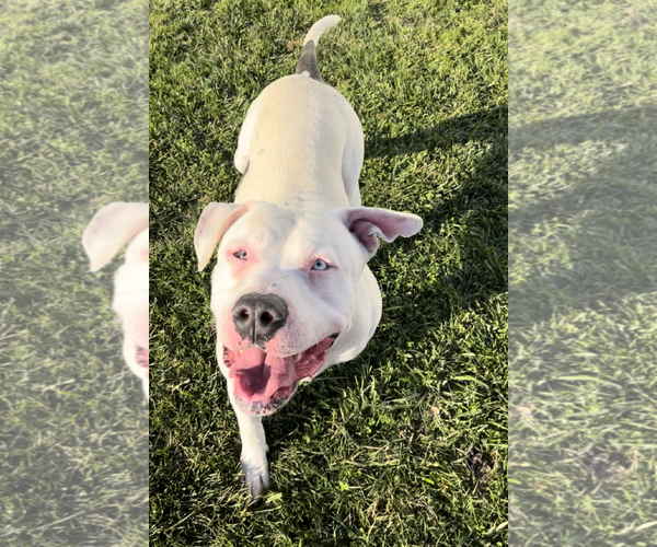 Medium Photo #9 American Bulldog-Unknown Mix Puppy For Sale in Sistersville, WV, USA