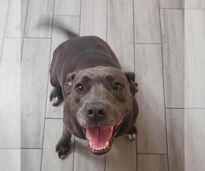 American Staffordshire Terrier-Unknown Mix Dogs for adoption in San Antonio, TX, USA
