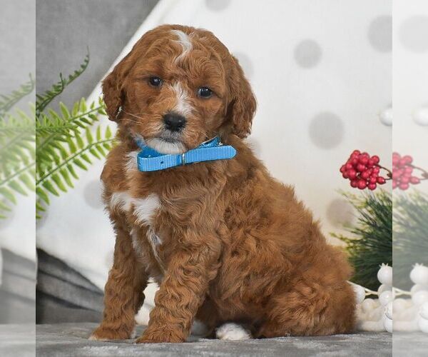 Medium Photo #6 Goldendoodle (Miniature) Puppy For Sale in GORDONVILLE, PA, USA