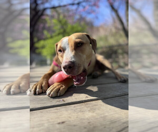 Medium Photo #9 Mutt Puppy For Sale in Elmsford, NY, USA