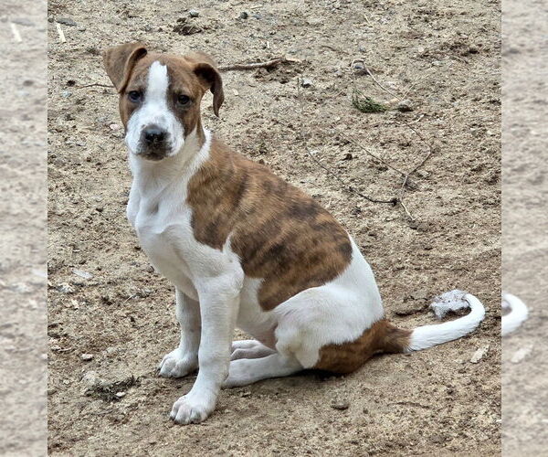 Medium Photo #4 Labrador Retriever-Unknown Mix Puppy For Sale in Brewster, NY, USA