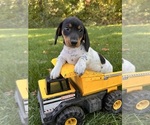 Image preview for Ad Listing. Nickname: Remy