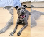 Small #2 American Pit Bull Terrier Mix