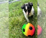 Puppy Chansey Shetland Sheepdog