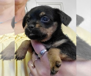 Brussels Griffon Puppy for sale in CENTRAL POINT, OR, USA