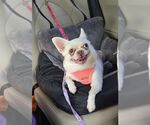 Small #1 Chihuahua