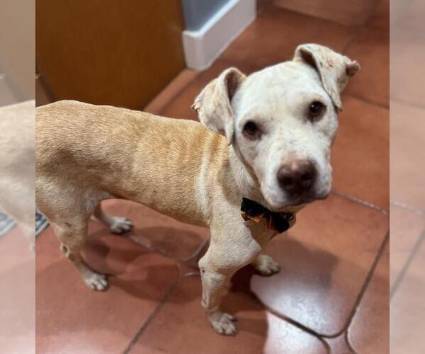 Medium Photo #5 Labrador Retriever-Unknown Mix Puppy For Sale in San Diego, CA, USA