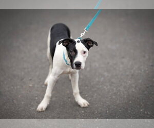 Cassius ~ meet me! - Male American Pit Bull Terrier Dog for Adoption - Photo #3