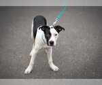 Small Photo #3 American Pit Bull Terrier Puppy For Sale in Southbury, CT, USA