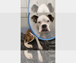 Giorgio - Male Boxer Dog for Adoption - Small photo