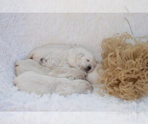 English Cream Golden Retriever Puppy for sale in AUBURN, KY, USA