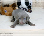 Puppy Sam AKC Weimaraner