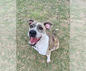 Pointer-Unknown Mix Dogs for adoption in Pasadena, TX, USA