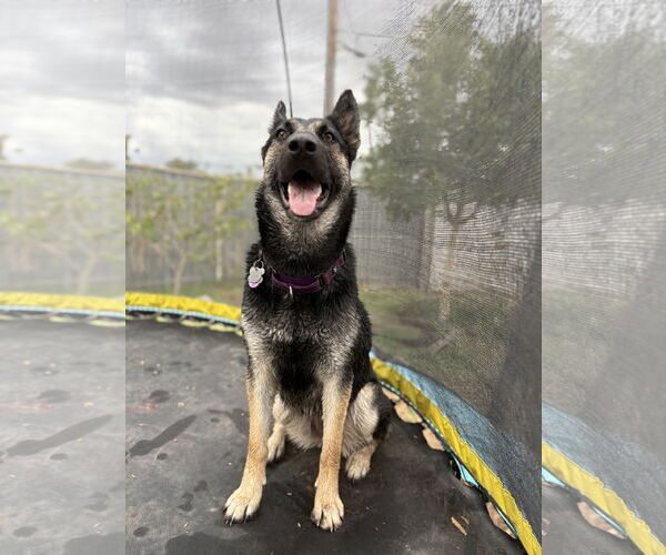 Medium Photo #3 German Shepherd Dog-Unknown Mix Puppy For Sale in Chandler, AZ, USA