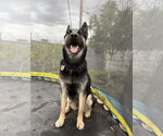 Small #2 German Shepherd Dog Mix