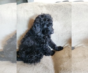 Goldendoodle Litter for sale in PENROSE, CO, USA