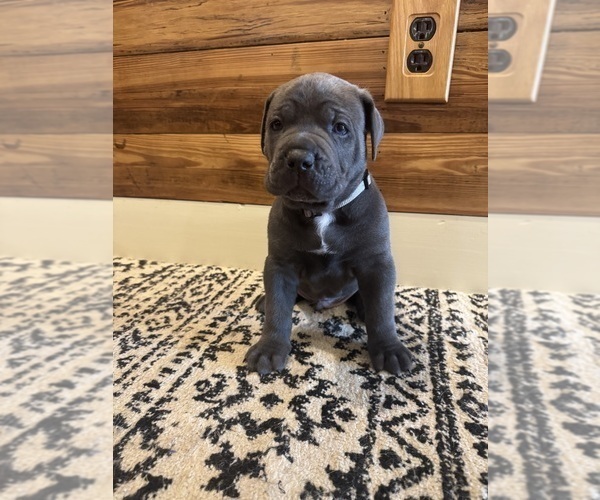 Medium Photo #10 Cane Corso Puppy For Sale in BARBOURSVILLE, VA, USA
