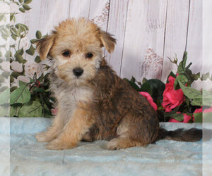 Yo-Chon Puppy for sale in PENNS CREEK, PA, USA