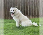 Small #7 Great Pyrenees