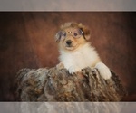 Small Photo #5 Collie Puppy For Sale in PILOT, VA, USA