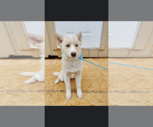 Pomsky Puppy for sale in PEMBROKE, KY, USA