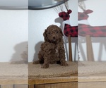 Small Photo #49 Poodle (Miniature) Puppy For Sale in GOSHEN, IN, USA