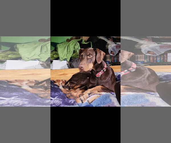 Medium Photo #4 Doberman Pinscher Puppy For Sale in Buffalo, MN, USA