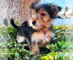 Small #1 Mutt