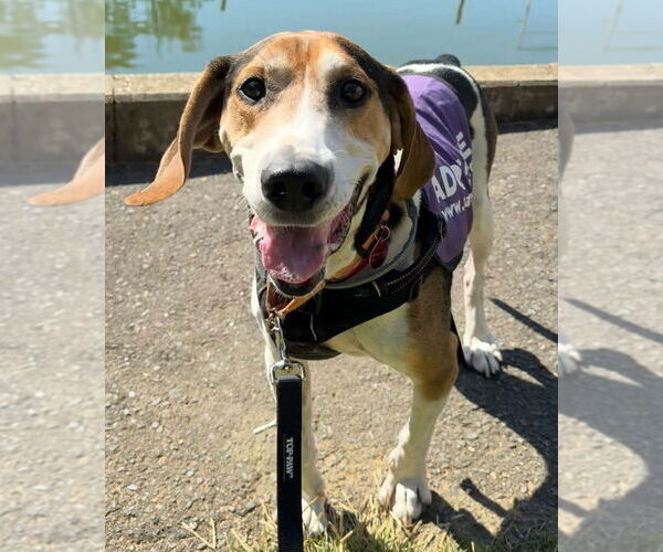 Medium Photo #10 Treeing Walker Coonhound-Unknown Mix Puppy For Sale in Greenbelt, MD, USA