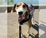 Small #9 Treeing Walker Coonhound Mix