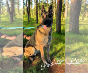 German Shepherd Dog Dogs for adoption in LOGANVILLE, GA, USA