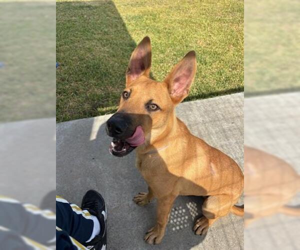 Medium Photo #1 German Shepherd Dog Puppy For Sale in Houston, TX, USA