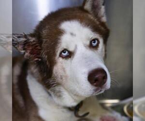 Siberian Husky-Unknown Mix Dogs for adoption in San Antonio, TX, USA