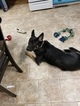 Small Photo #1 German Shepherd Dog Puppy For Sale in CORINTH, MS, USA