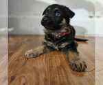Puppy Puppy 3 German Shepherd Dog