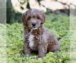 Ginger - Female Cavapoo (Miniature) Puppy for Sale - Photo #4