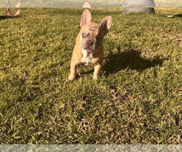 Medium Photo #1 French Bulldog Puppy For Sale in RANCHO CUCAMONGA, CA, USA