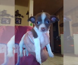 Chihuahua Puppy for sale in ZEBULON, NC, USA