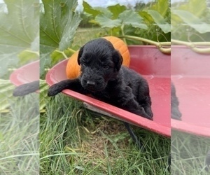 Medium Aussiedoodle