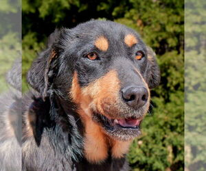 Rottweiler Dogs for adoption in Albuquerque, NM, USA