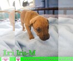 Small Photo #8 Australian Shepherd-Beagle Mix Puppy For Sale in Pensacola, FL, USA