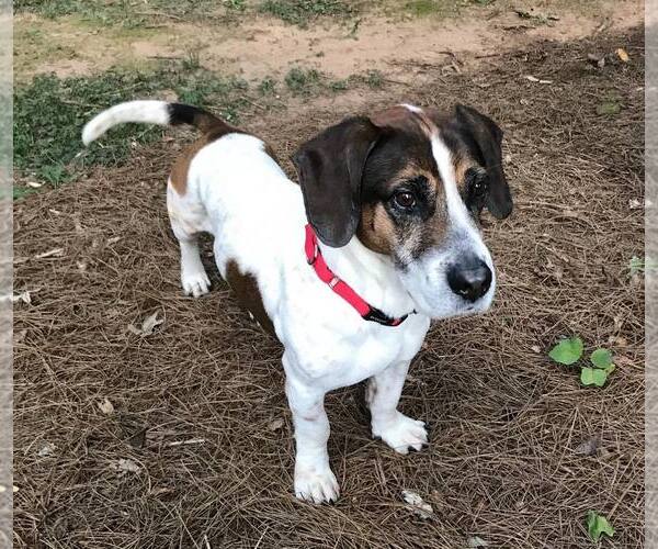 Medium Photo #1 Bagle Hound Puppy For Sale in Atlanta, GA, USA