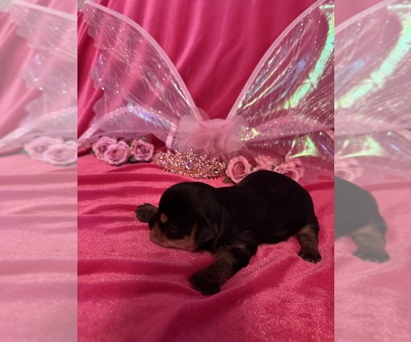 Medium Photo #3 Yorkshire Terrier Puppy For Sale in BROOKHAVEN, MS, USA