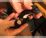 Small Photo #11 Dachshund Puppy For Sale in LAKEBAY, WA, USA