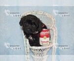 Small Photo #7 YorkiePoo Puppy For Sale in SANGER, TX, USA