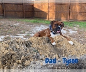 Father of the Boxer puppies born on 05/10/2023